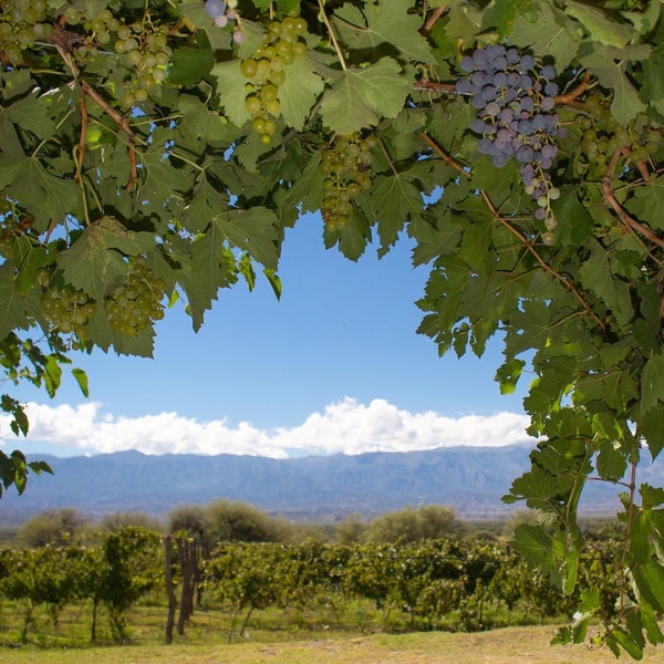 bodega luna de cuarzo tucumán