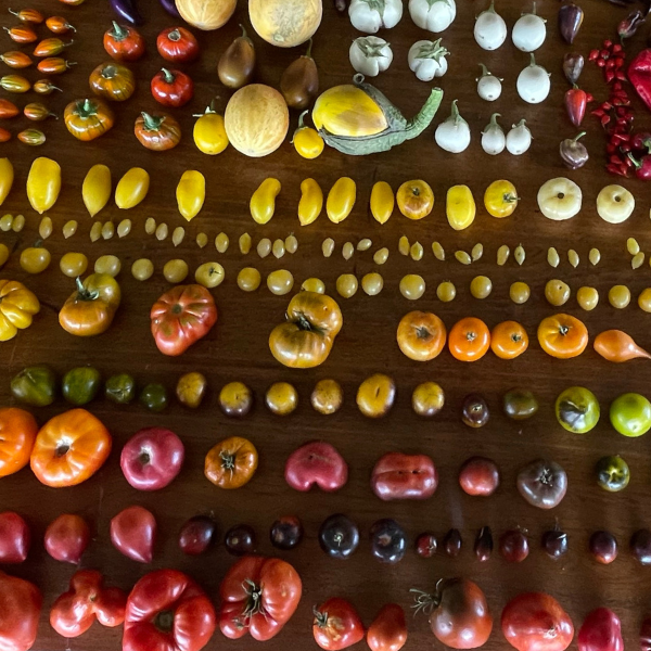 Pachamama Flavors Tours Gastronómicos a Mendoza